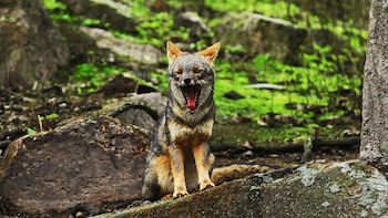 Encuentra desde el zorro costero