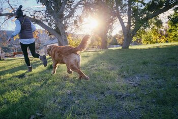 Algunos entrenadores caninos sostienen que