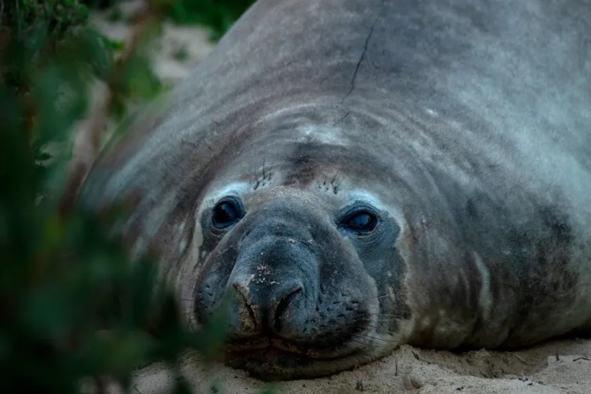 Neil, el joven elefante marino de casi una tonelada, regresó al mar tras semanas de cautivar a vecinos y turistas en Tasmania (Crédito: Rebecca Thomson)