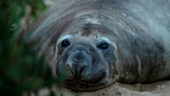 La foca de casi 1.000 kilos que volvió al mar tras convertirse en una celebridad