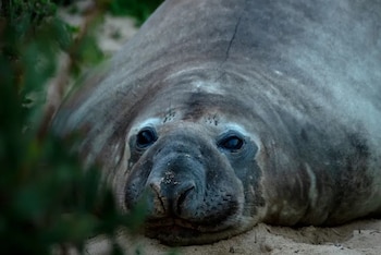 Neil, el joven elefante marino de casi una tonelada, regresó al mar tras semanas de cautivar a vecinos y turistas en Tasmania (Crédito: Rebecca Thomson)