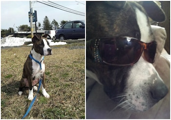 El perro de nombre Amigo,