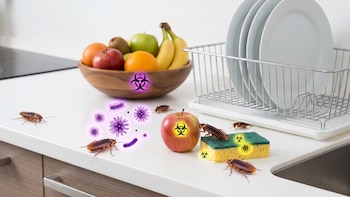 ¿Las cucarachas pueden transmitir enfermedades en el hogar? Esto dicen los expertos