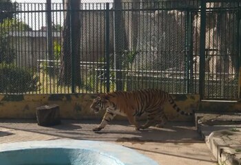 La tigresa permanecerá en Villa