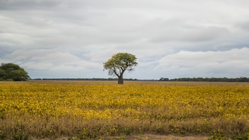 La propagación y el surgimiento