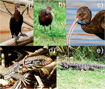 Los encuentros fauna-plástico fueron descritos