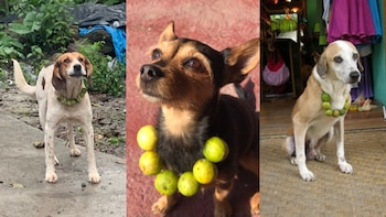 Collar de limones - Perros