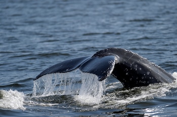 Una ballena jorobada se sumerge frente a la costa de Río de Janeiro, Brasil, el martes 30 de junio de 2026 (Foto AP/Dhavid Normando)