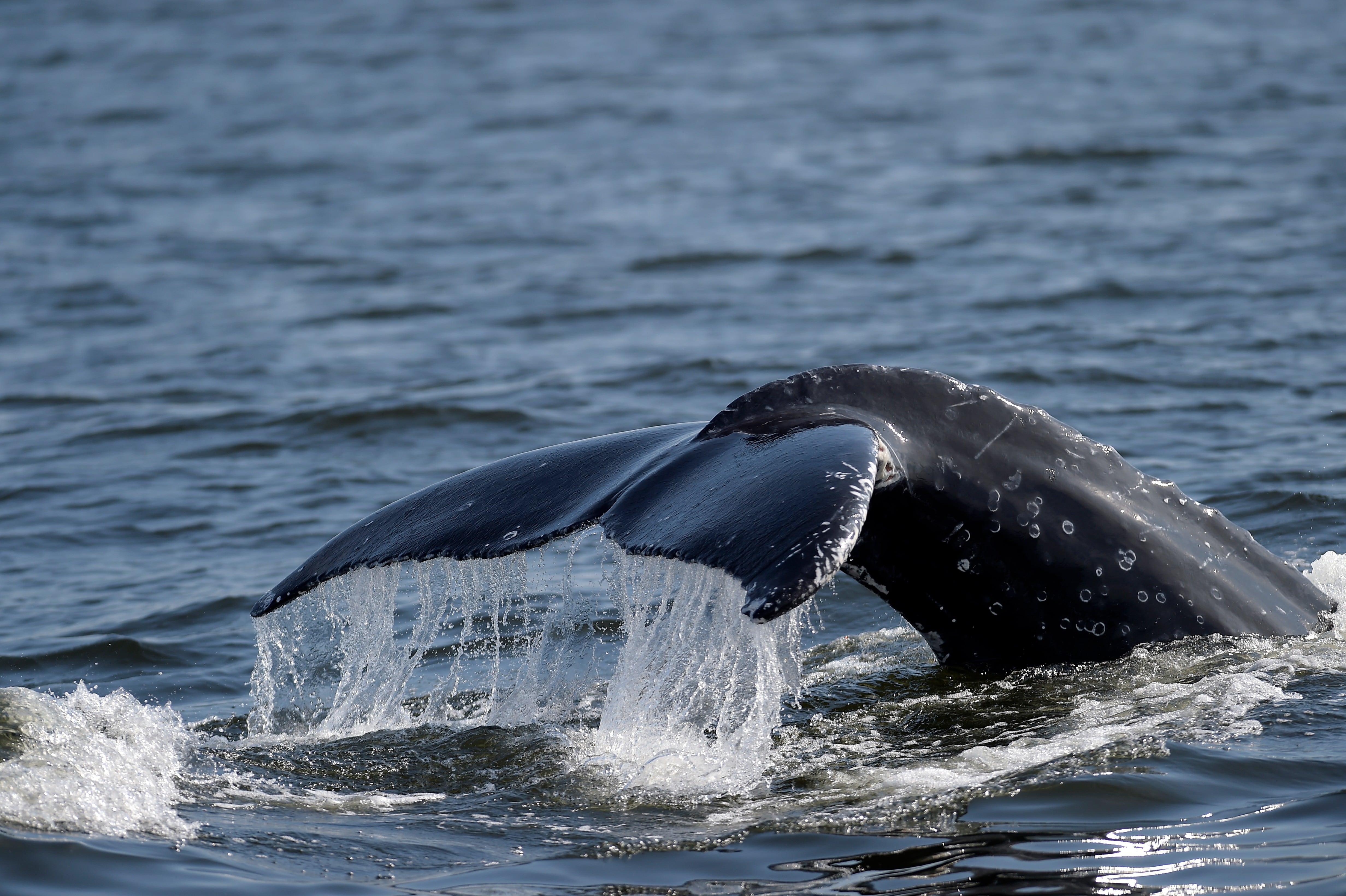 Una ballena jorobada se sumerge frente a la costa de Río de Janeiro, Brasil, el martes 30 de junio de 2026 (Foto AP/Dhavid Normando)