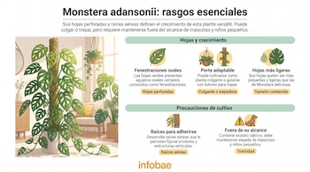 Infografía sobre la Monstera adansonii con la ilustración de una planta en maceta, varios iconos y texto descriptivo.