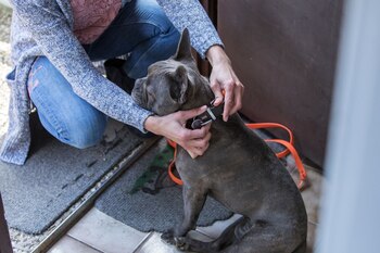 En caso de una cuarentena