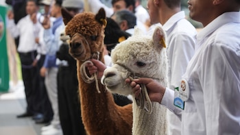 Ejemplares de alpaca