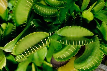 La alimentación de las plantas