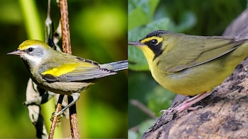 Las reinitas de Kentucky y