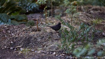 Alejandra Riera, "Jardín de las
