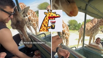 Jirafa sorprende al probar la michelada de un visitante en Cancún y terminar con chamoy en el hocico