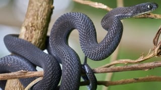 Dasypeltis albigularis se alimenta exclusivamente de huevos de aves y pertenece a un género de serpientes africanas inofensivas adaptadas para romper cáscaras en la garganta (Gentileza, estudio Una nueva especie de serpiente come huevos 'negra' del género Dasypeltis Wagler (Squamata , Colubridae , Colubrinae , Boigini), publicado en Herpetozoa)