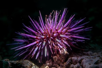 El aumento incontrolado de estos