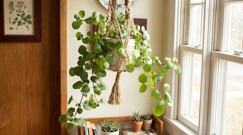 Una planta colgante en maceta con cuerda de macramé se ubica junto a una ventana iluminada y un estante con libros y suculentas.