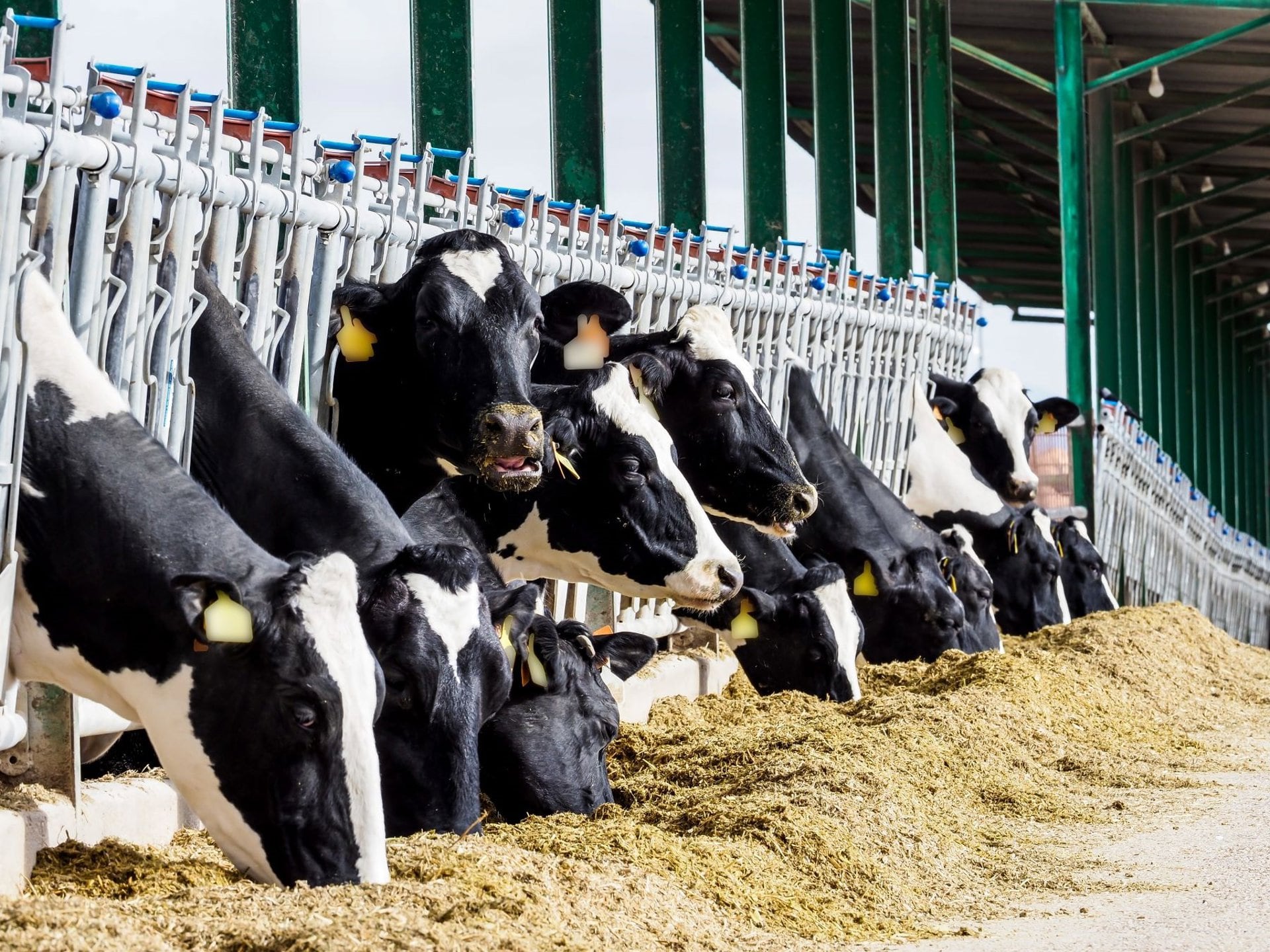 16/07/2025 Ganado bovino.POLITICA ECONOMIACEIA3