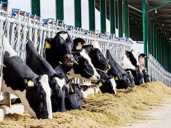 16/07/2025 Ganado bovino.
POLITICA ECONOMIA
CEIA3