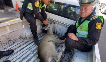 Rescatan a venado que hallaron