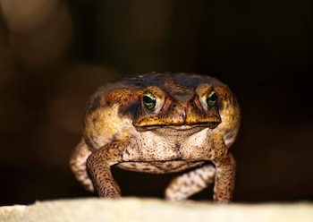 Sapo de caña de piel rugosa y tonalidades marrón y negra. Tiene ojos de iris verde amarillento. Se posa sobre una superficie beige con fondo oscuro