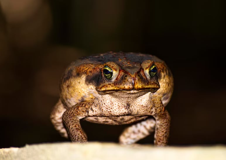 La presencia de anfibios invasores agrava la preocupación de los dueños de mascotas en el sur de Florida (Magnific)