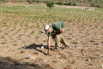Sobrevivir a la sequía, las imágenes de agricultores que perdieron cultivos tras fuertes sequias en Guatemala