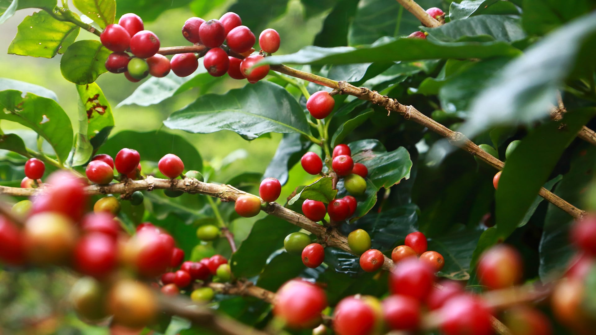 El país asiático aparece entre los destinos que Costa Rica busca desarrollar por el tamaño y el perfil de su consumo de café.