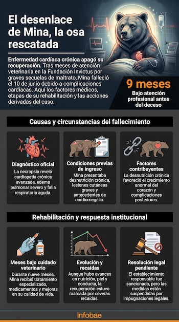 Una infografía muestra una osa en cama de hospital con monitores médicos, iconos de corazón, documento, cadena, jeringa, gráfico de línea, mazo y texto.