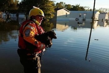 Un 90% de los dueños