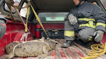 Captura a cocodrilo en calles