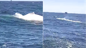 Avistan una ballena blanca jorobada en el norte del Perú: el inusual ejemplar que cautivó a pescadores y expertos
