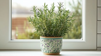 con su rica composición en