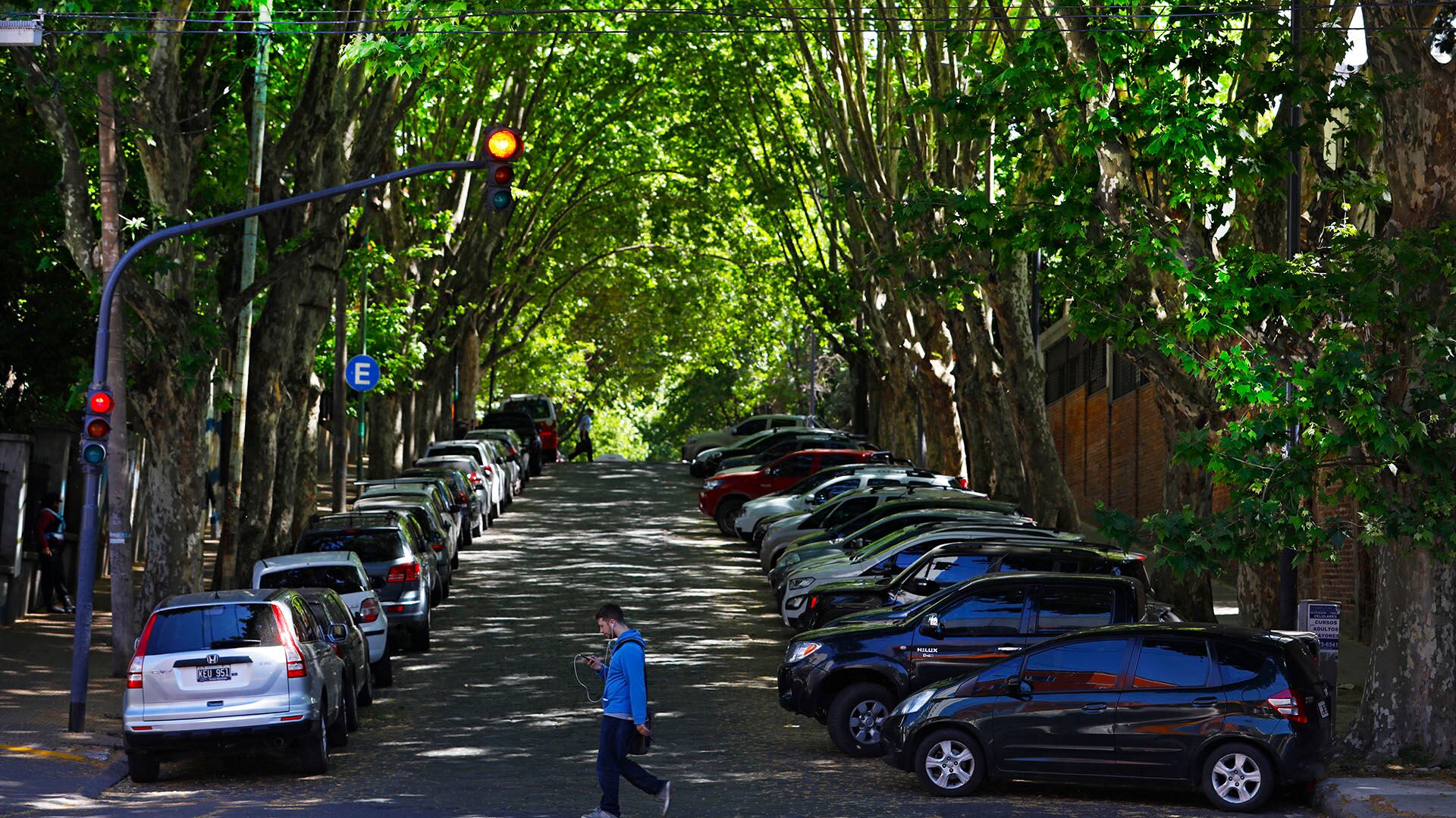 Propusieron prohibir por ordenanza los plátanos en La Plata (Gobierno de la Ciudad de Buenos Aires)
