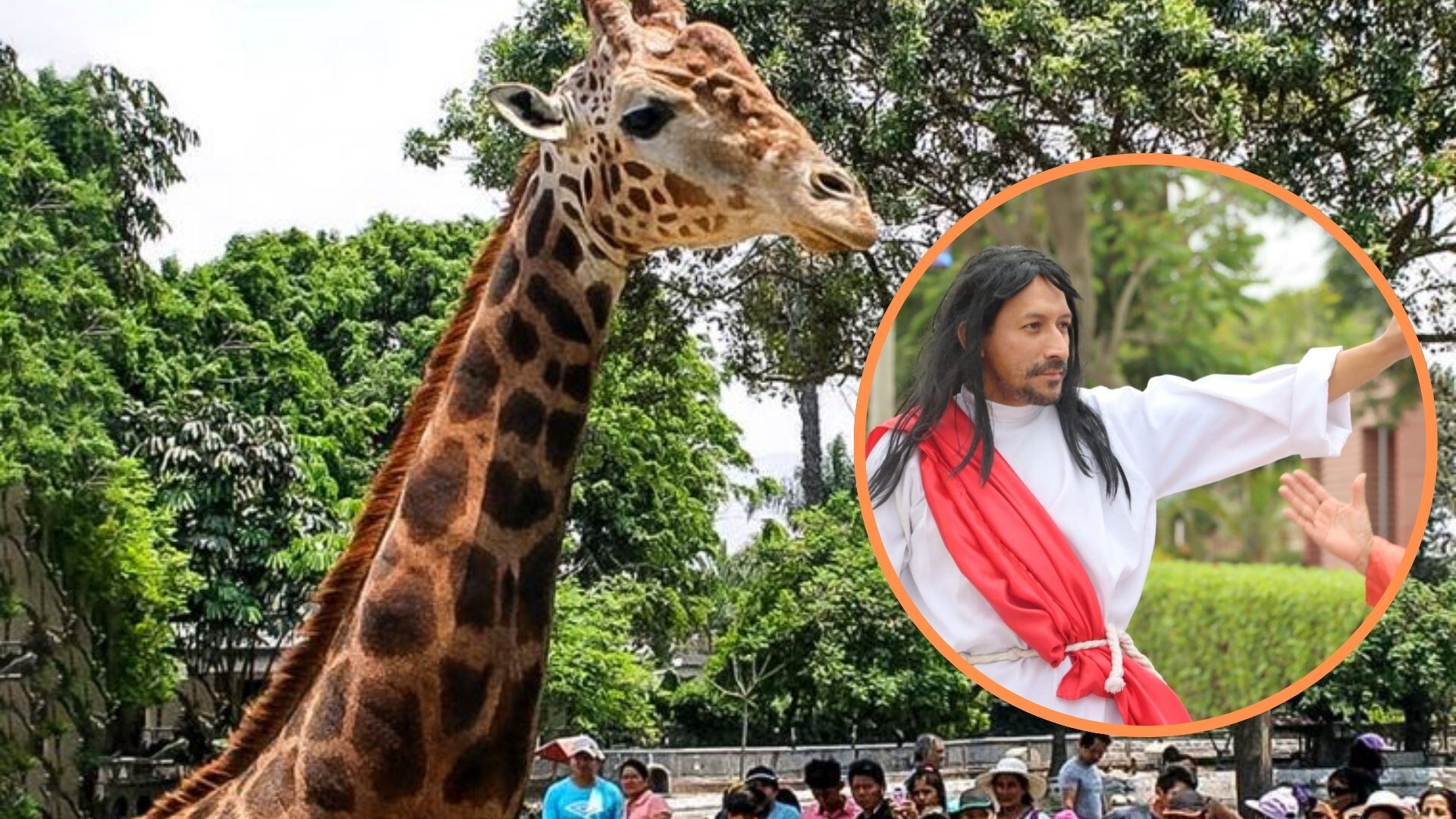 Domingo, la jirafa del Parque de las Leyendas, es una de los atractivos más visitados por las familias que llegan hasta el recinto en San Miguel. (Composición: Infobae Perú)