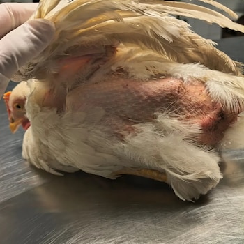 Denuncian a un hincha de Belgrano que desplumó y maltrató a una gallina durante los festejos por el campeonato