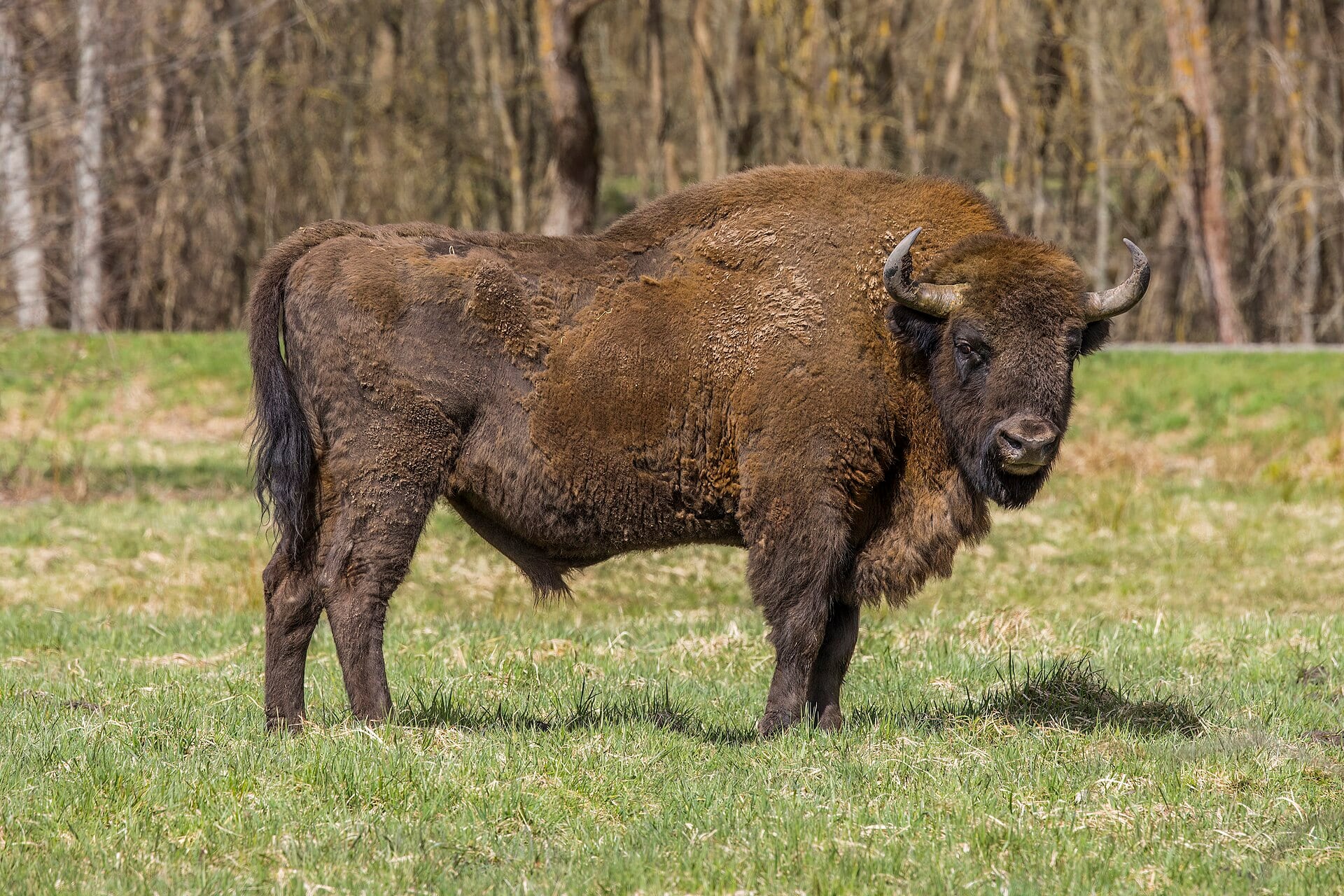 Los incidentes recientes en parques naturales incluyen lesiones graves por el ataque de un bisonte y mordeduras de pequeños mamíferos alimentados por visitantes (Charles J. Sharp/Wikimedia Commons)