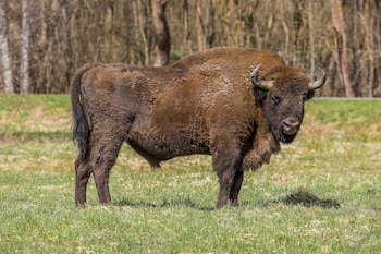 Ejemplar de bisonte europeo. (Charles J. Sharp/Wikimedia Commons)