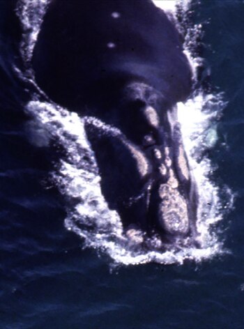 Imagen de Victoria, la madre