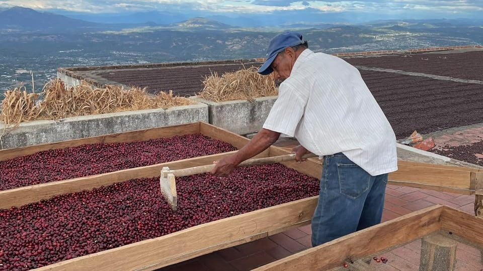 La finca cafetalera que sobrevive rodeada de urbanización a cinco minutos del centro de San Salvador