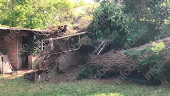 Pidió una inspección urgente por un árbol con riesgo de caída, el municipio demoró el trámite y el pino terminó aplastando su casa
