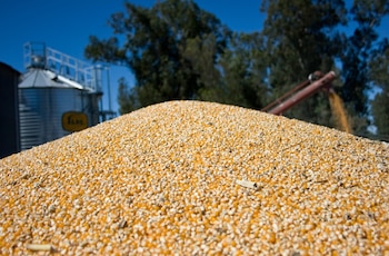 Grano de maíz