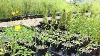 Los 27 acuerdan nuevas normas para desarrollar cultivos más resistentes con técnicas de edición genética