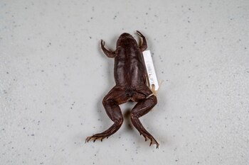 La lista de especies exóticas invasoras dañinas para la biodiversidad de Florida (EE.UU.) tiene ahora un nuevo visitante: la rana de "garras tropicales", un anfibio originario del África occidental que representa un nuevo peligro para el ecosistema acuático del estado. EFE / University of Florida (uf)