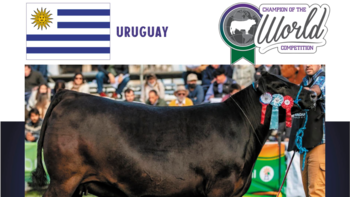 Una vaca uruguaya ganó el