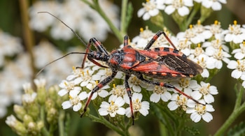 Primer plano de una chinche asesina roja y negra posada sobre un cúmulo de flores blancas con estambres amarillos, con follaje verde borroso al fondo.