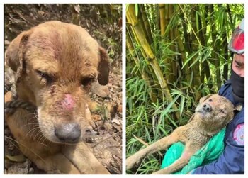 Hasta el momento, no se