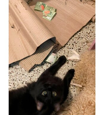 El gato Arturo, en acción.